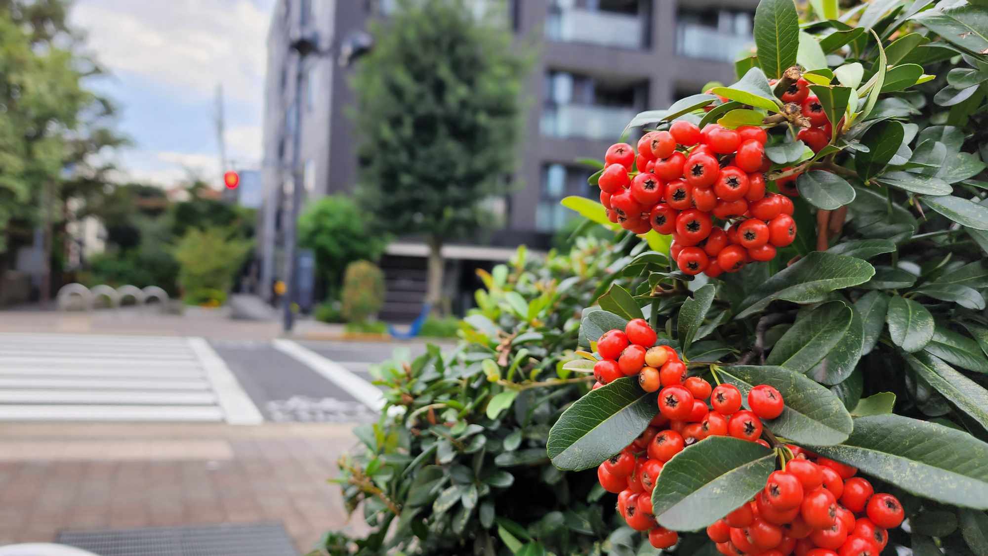 バックグラウンド画像