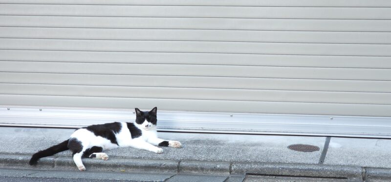 シャッター前でまったりする猫