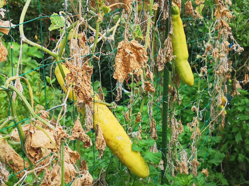 熟れすぎた枯れ始めのキュウリ