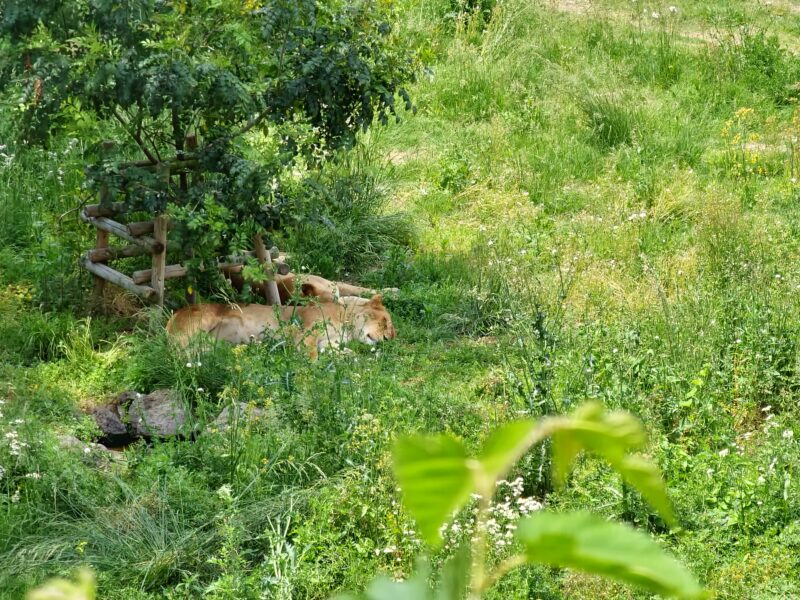 自然に囲まれたライオンの安息