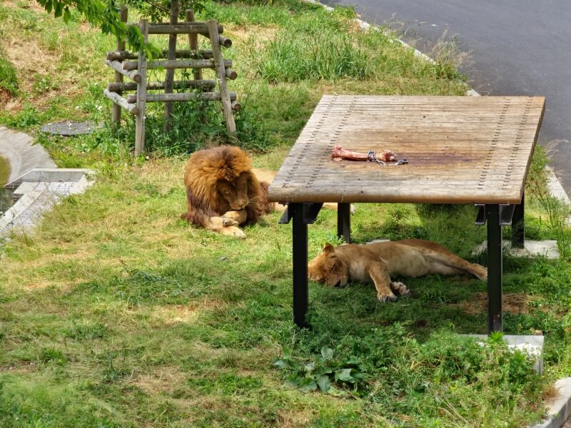 日陰でのんびりするライオンたち4