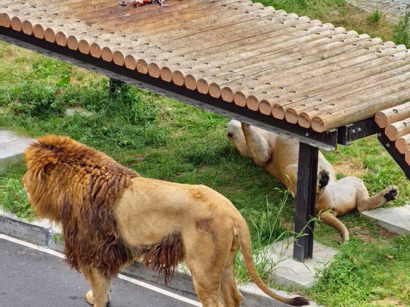 日陰でのんびりするライオンたち3