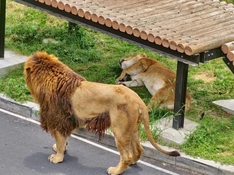 日陰でのんびりするライオンたち2