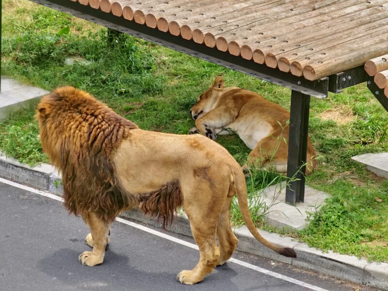 日陰でのんびりするライオンたち1