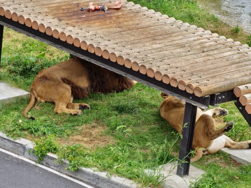日陰でのんびりするライオンたち