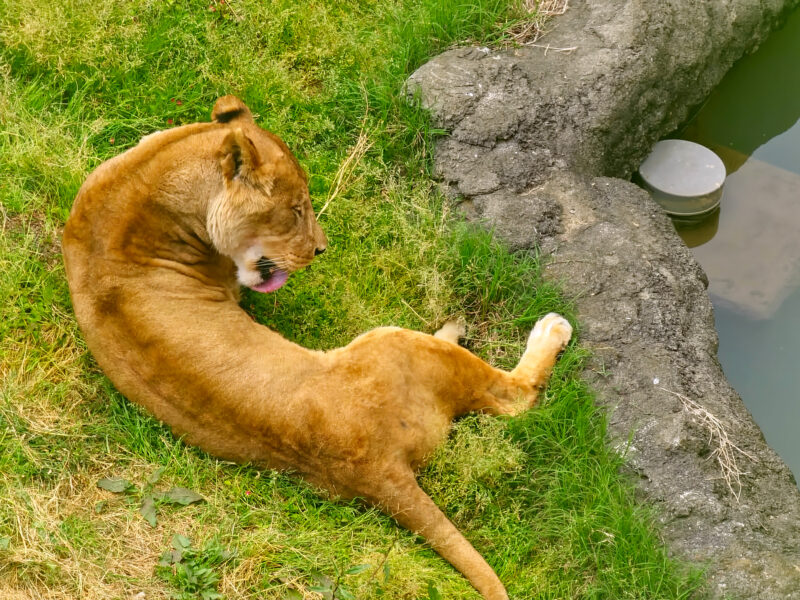緑の中でグルーミングするライオン
