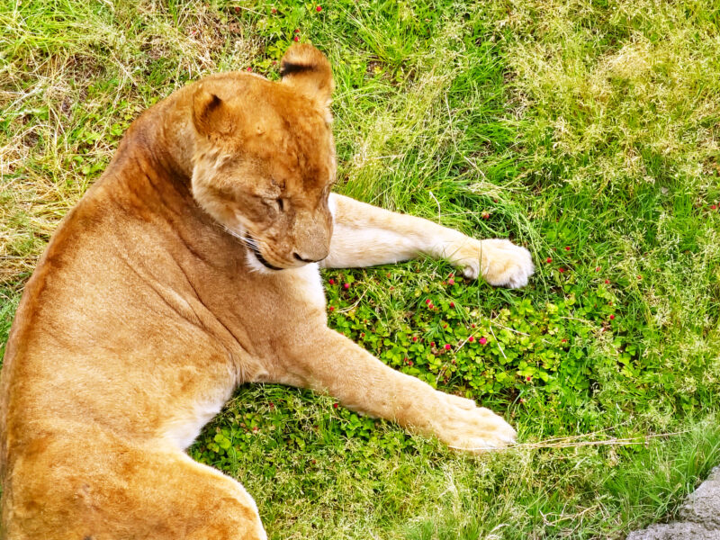 草原で憩うライオン