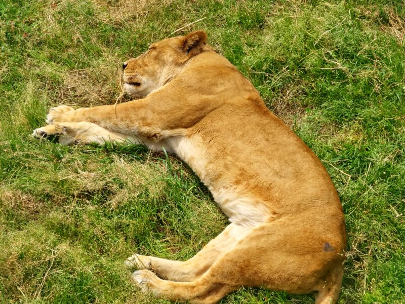 昼下がりの一休み