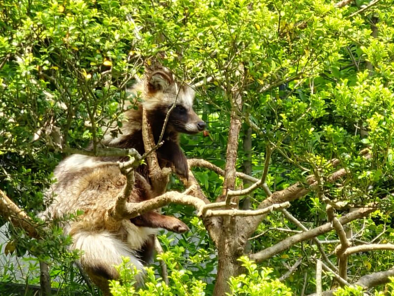 木登りをするタヌキ