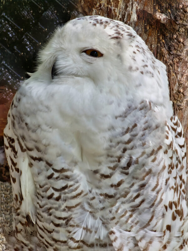 樹木に寄り添うシロフクロウ