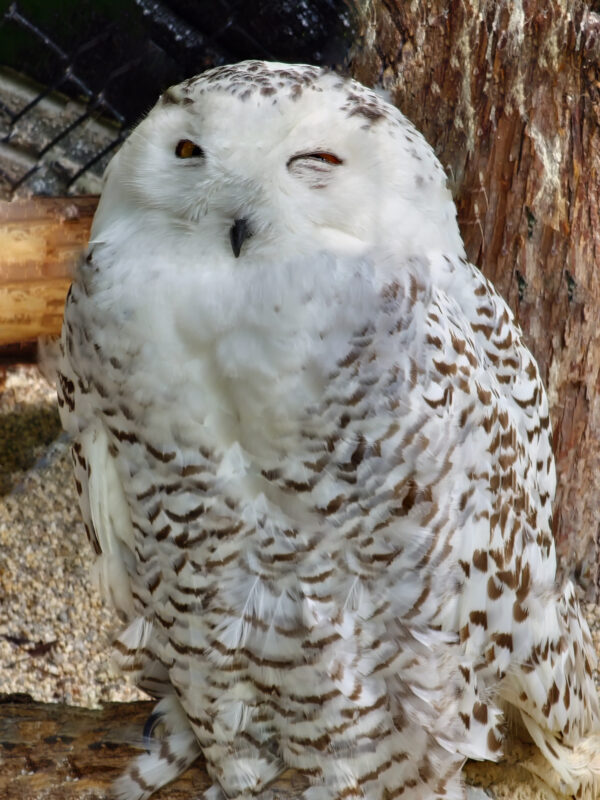 微笑むシロフクロウの休息