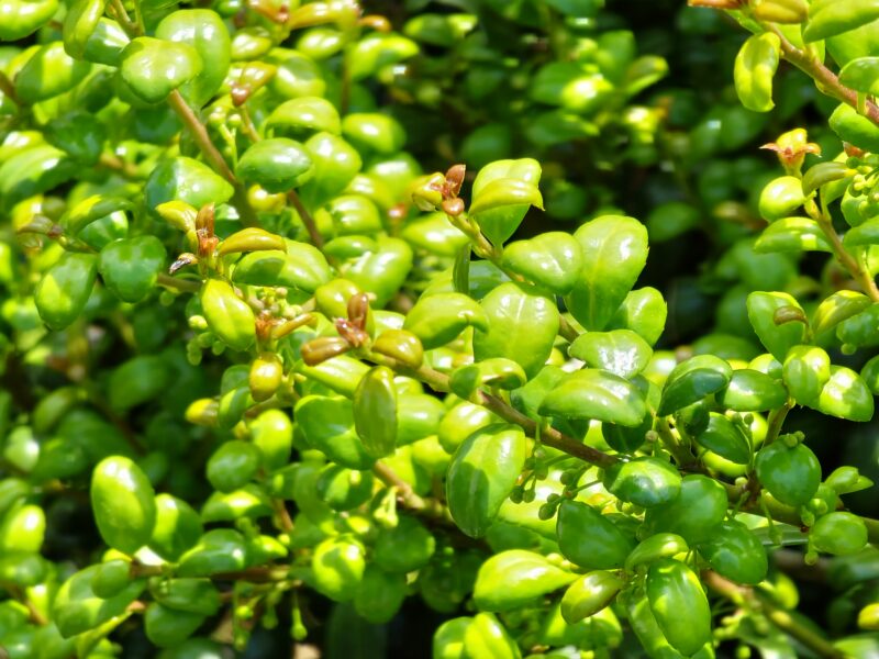夏の緑輝く植物
