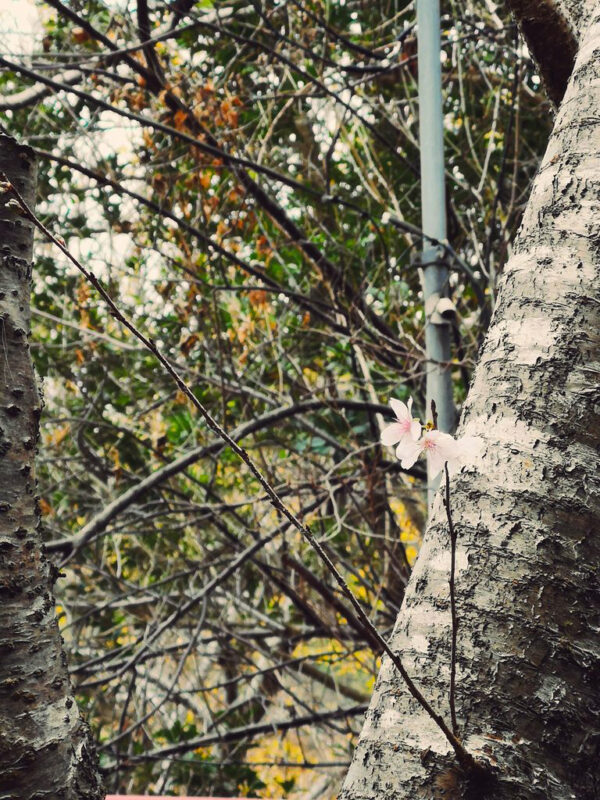 季節の変わり目に咲く一輪の花